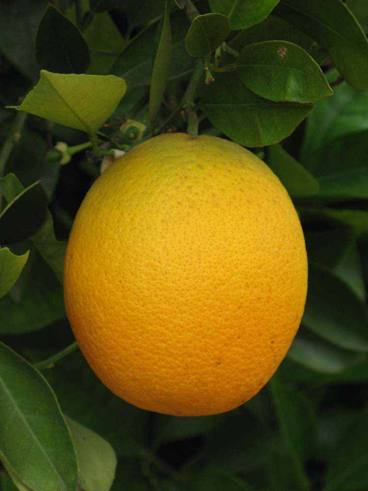            Fruit (Riverside, CA)   